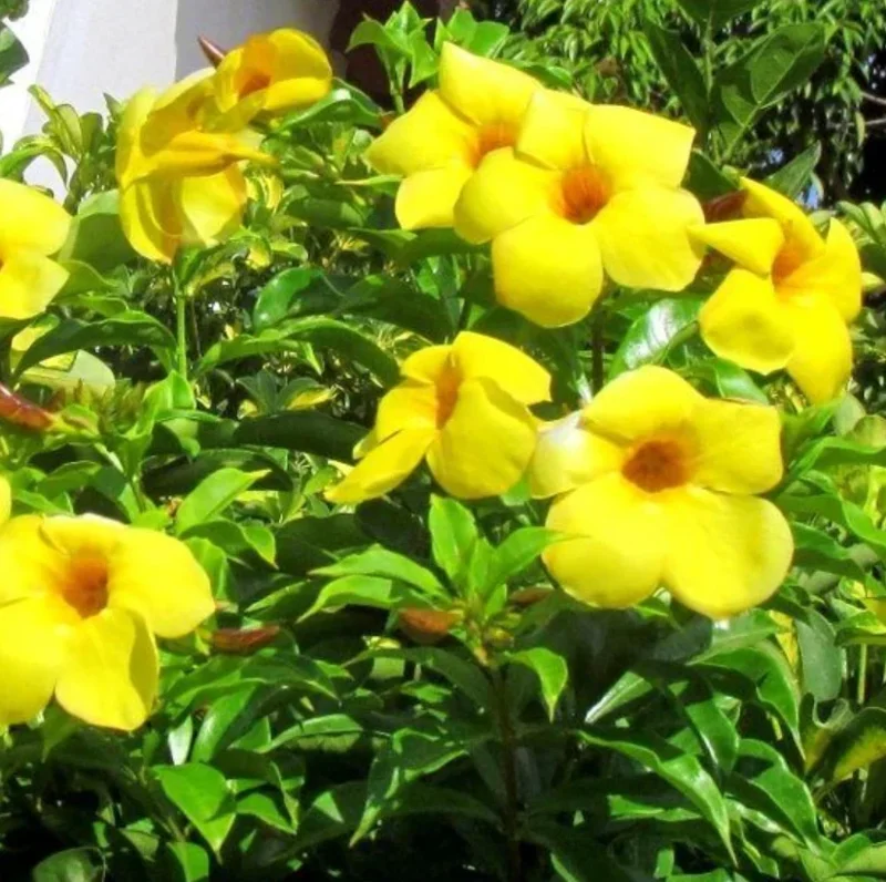 Mandevilla Yellow Live Plant – Tropical Climbing Vine – 4-10" Tall - Image 1