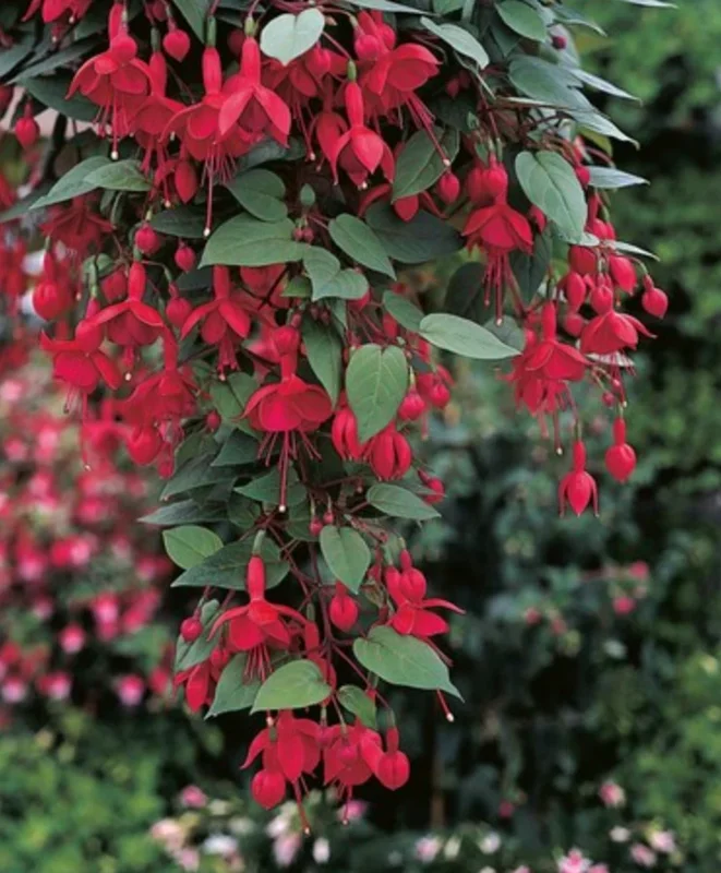 Marinka Fuchsia Live Plant – 5" Pot – Small Shrub – Red Blooms – Shade - Image 2