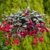 Marinka Fuchsia Live Plant – 5" Pot – Small Shrub – Red Blooms – Shade - Image 1