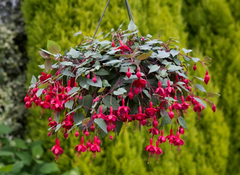 Marinka Fuchsia Live Plant – 5" Pot – Small Shrub – Red Blooms – Shade - Image 1