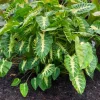Maui Sunrise Colocasia Live Plant – Elephant Ear – 4-6" Tall – Tropical Foliage - Image 1