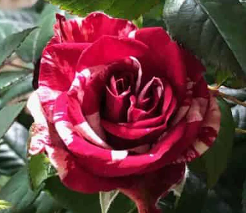 Mini Rose Live Plant - 6" Height, 3.5" Pot - Red & Pink Blooms - Image 2