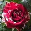 Mini Rose Live Plant - 6" Height, 3.5" Pot - Red & Pink Blooms - Image 1