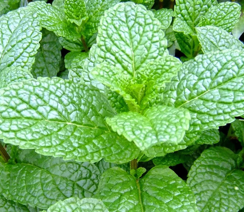 Mint Herb Plant 8" height - Image 2