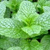 Mint Herb Plant 8" height - Image 1