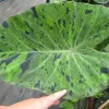 Mojito Colocasia Live Plant – Tropical Elephant Ear – 6-10" Tall in 3" Pot - Image 1