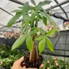 Money Tree Live Plant – Pachira Aquatica – 4 inch Pot – Indoor - Image 1