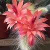 Monkey Tail Cactus Live Plant – 4 inch Pot – Easy Care Succulent - Image 1