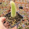 Monkey Tail Cactus Live Plant – Hildewintera colademononis – 2 inch Pot – Succulent - Image 1