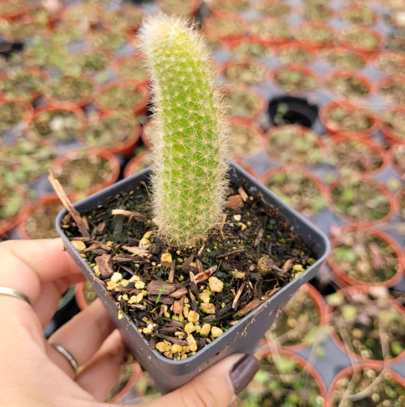 Monkey Tail Cactus Live Plant – Hildewintera colademononis – 2 inch Pot – Succulent - Image 1