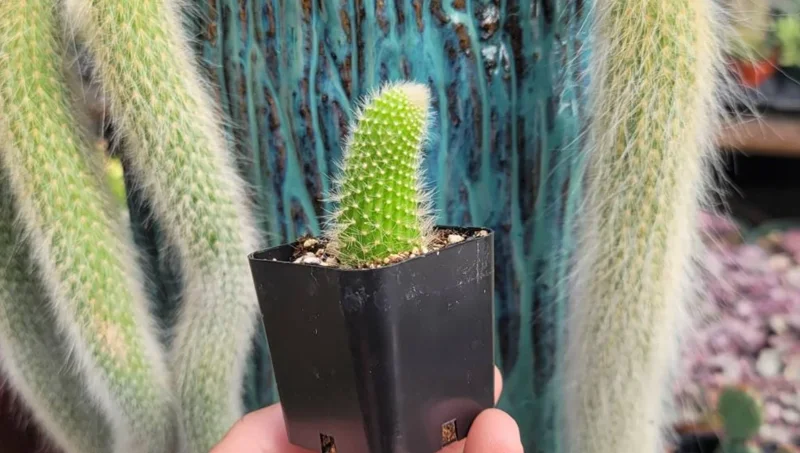Monkey Tail Cactus Live Plant – Hildewintera colademononis – 2 inch Pot – Succulent - Image 2