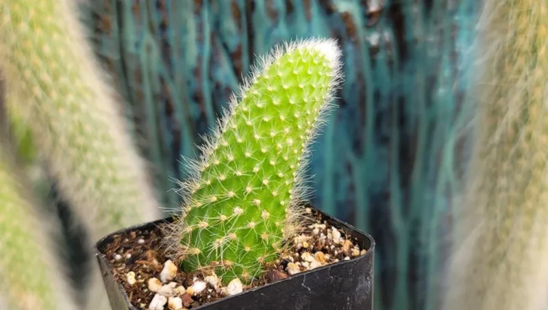 Monkey Tail Cactus Live Plant – Hildewintera colademononis – 2 inch Pot – Succulent - Image 3