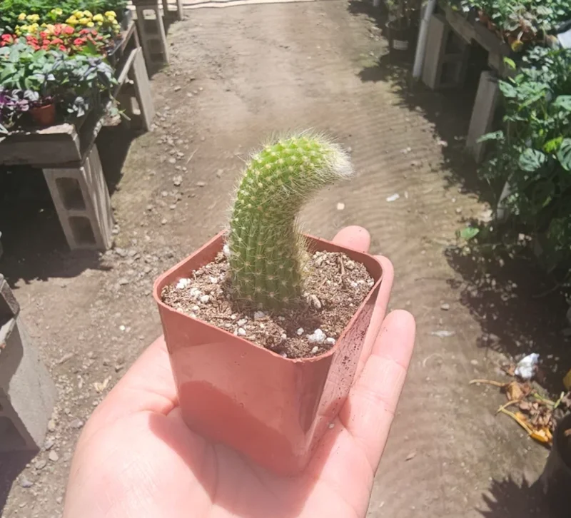 Monkey Tail Cactus Live Plant – Hildewintera colademononis – 2 inch Pot – Succulent - Image 4