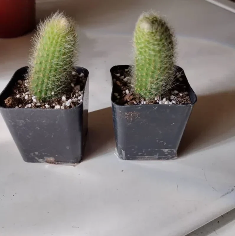 Monkey Tail Cactus Live Plant – Hildewintera colademononis – 2 inch Pot – Succulent - Image 5