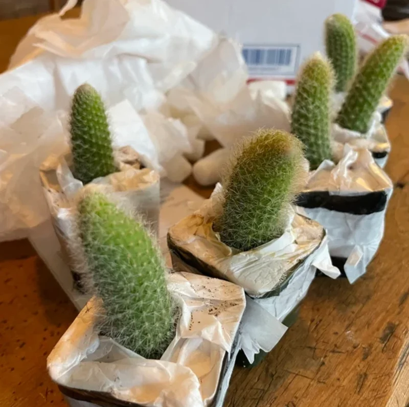 Monkey Tail Cactus Live Plant – Hildewintera colademononis – 2 inch Pot – Succulent - Image 6