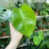 Monstera Deliciosa Live Plant – 5-8" Tall, Young Indoor Houseplant - Image 1