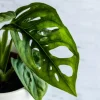 Monstera Swiss Cheese Plant – Live Houseplant – 4" Pot – Tropical Holey Leaf - Image 1