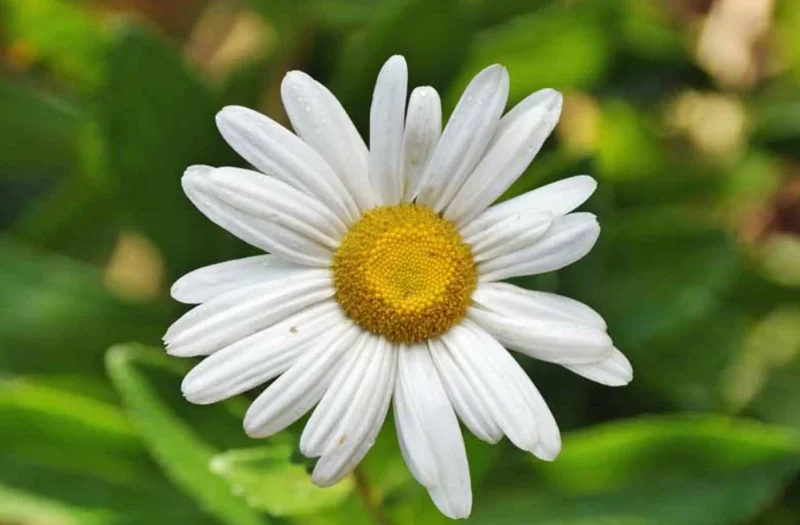 Montauk Daisy Live Plant, 3-5" Tall, Hardy Perennial Flower - Image 2