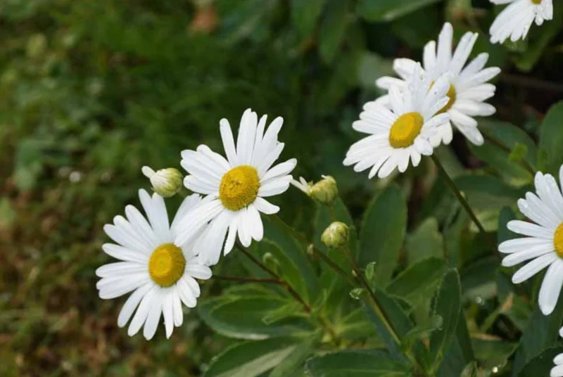 Montauk Daisy Live Plant, 3-5" Tall, Hardy Perennial Flower - Image 3