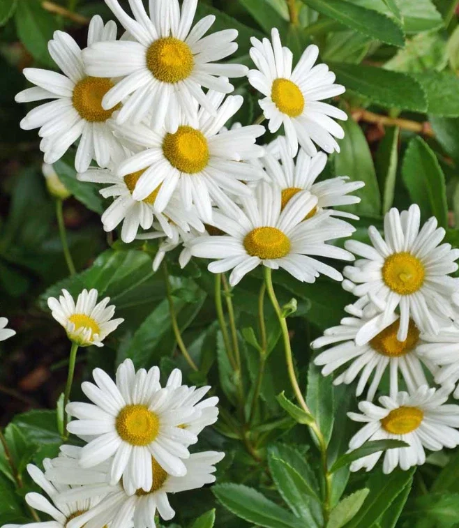 Montauk Daisy Live Plant, 3-5" Tall, Hardy Perennial Flower - Image 4