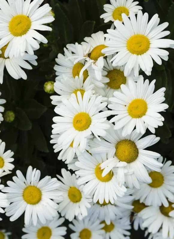 Montauk Daisy Live Plant, 3-5" Tall, Hardy Perennial Flower - Image 5