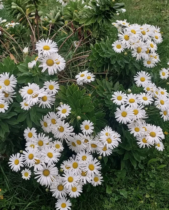Montauk Daisy Live Plant, 3-5" Tall, Hardy Perennial Flower - Image 6