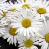 Montauk Daisy Live Plant, 3-5" Tall, Hardy Perennial Flower - Image 1