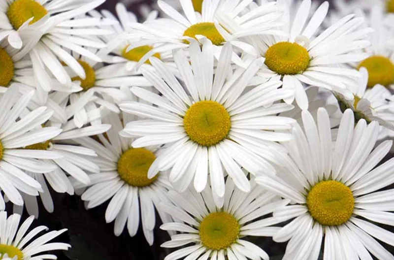 Montauk Daisy Live Plant, 3-5" Tall, Hardy Perennial Flower - Image 1