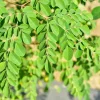 Moringa Oleifera Live Plant – 1 Pot (2 Plants) – Fast Growing Tree - Image 1