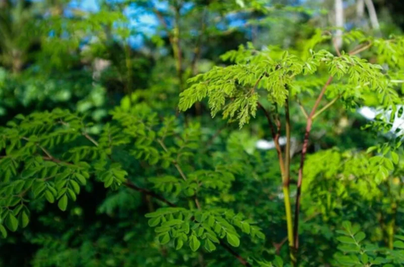 Moringa Oleifera Live Plant – 2 Pot (2 Plants) – Fast Growing Tree - Image 2