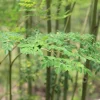 Moringa Oleifera Live Plant – 2 Pot (2 Plants) – Fast Growing Tree - Image 1
