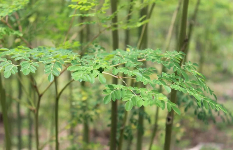 Moringa Oleifera Live Plant – 2 Pot (2 Plants) – Fast Growing Tree - Image 1