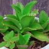 Mother of Thousands Live Plant - Kalanchoe daigremontiana Succulent 3-7" Tall - Image 1