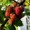 Mysore Raspberry Live Plant – Edible Berry Bush – 5-10" Tall – Outdoor - Image 1