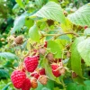 Nantahala Raspberry Live Plant, 4-6" Tall, Edible Berry Shrub, Outdoor - Image 1