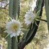 Night Blooming Cereus Live Plant – 1 Pot – Fragrant Night Cactus – Indoor/Outdoor - Image 1