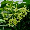 Night Blooming Jasmine Live Plant – 5-10" Tall – Fragrant Flowering - Image 1