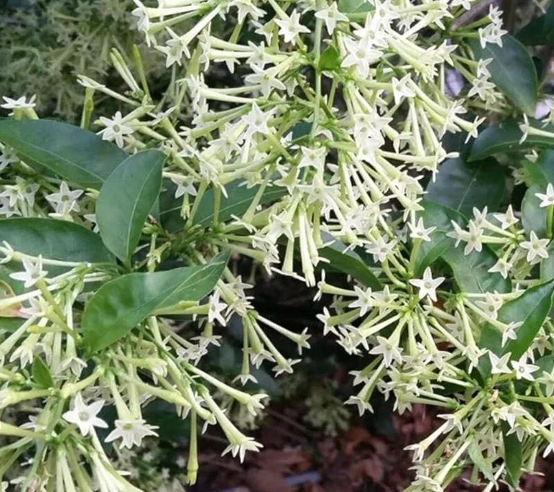 Night Blooming Jasmine Live Plant – Cestrum Nocturnum – 5-12" Tall – Fragrant Flower - Image 2
