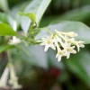 Night Blooming Jasmine Live Plant – Cestrum Nocturnum – 5-12" Tall – Fragrant Flower - Image 1