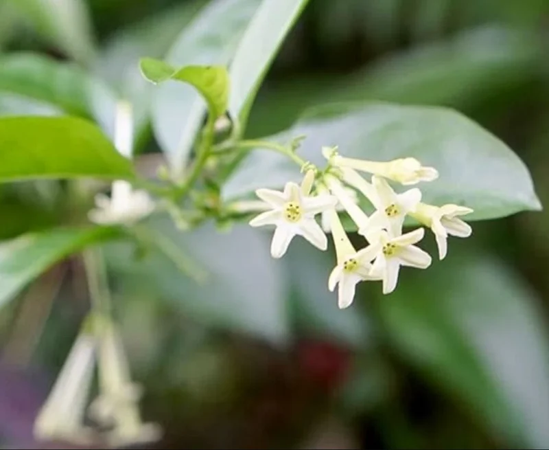 Night Blooming Jasmine Live Plant – Cestrum Nocturnum – 5-12" Tall – Fragrant Flower - Image 1