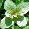 Orange Mint Live Herb Plant - 6" Height, Fragrant, Groundcover - Image 1