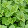 Oregano Live Herb Plant - 6" Tall, Perennial for Culinary Gardens - Image 1