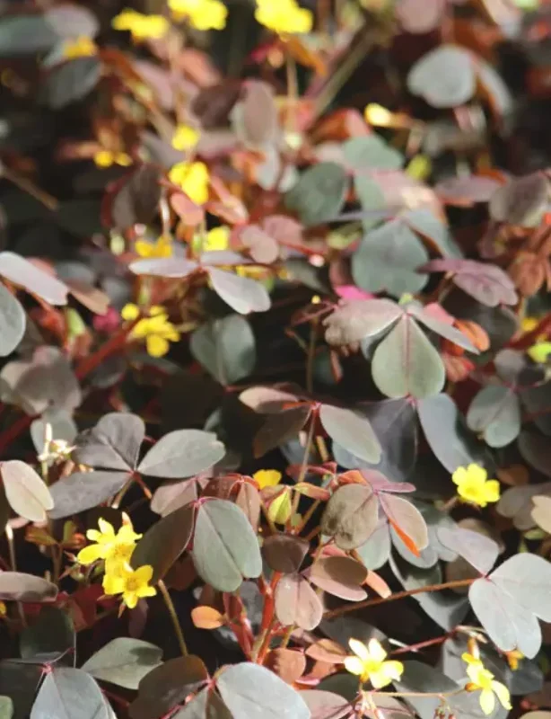 Oxalis Plant Live – Burgundy Foliage, Yellow Blooms – 3-4" Tall – Indoor/Outdoor - Image 2