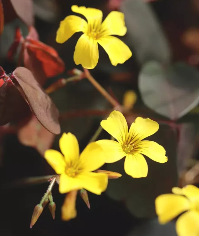 Oxalis Plant Live – Burgundy Foliage, Yellow Blooms – 3-4" Tall – Indoor/Outdoor - Image 3