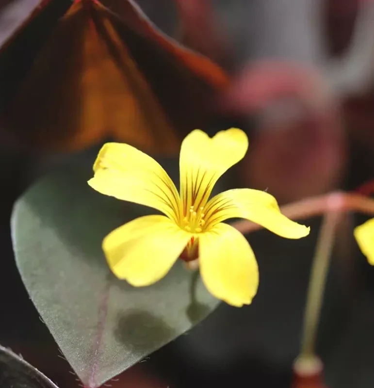 Oxalis Plant Live – Burgundy Foliage, Yellow Blooms – 3-4" Tall – Indoor/Outdoor - Image 4