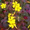 Oxalis Plant Live – Burgundy Foliage, Yellow Blooms – 3-4" Tall – Indoor/Outdoor - Image 1