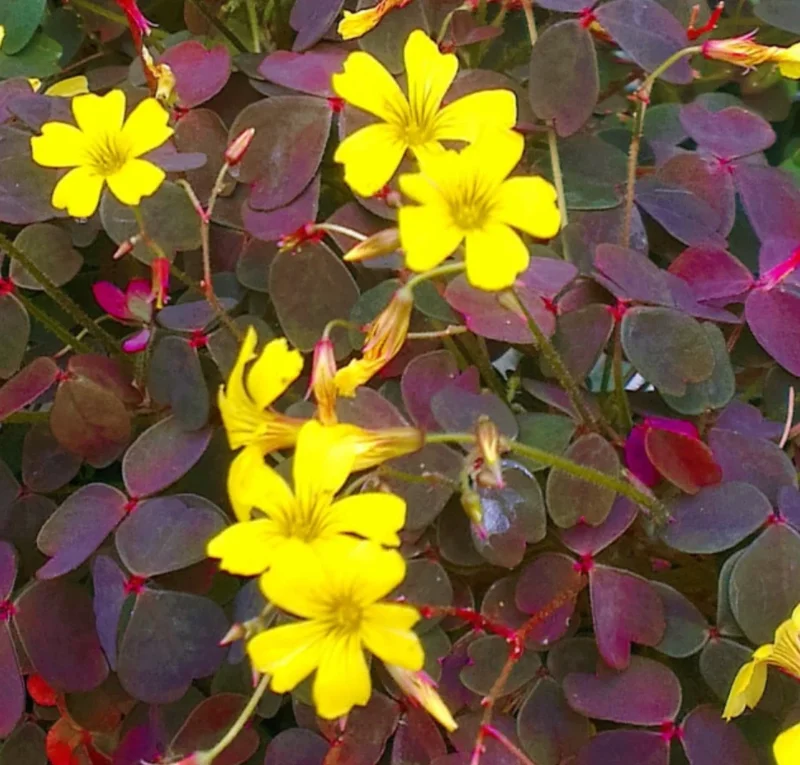 Oxalis Plant Live – Burgundy Foliage, Yellow Blooms – 3-4" Tall – Indoor/Outdoor - Image 1