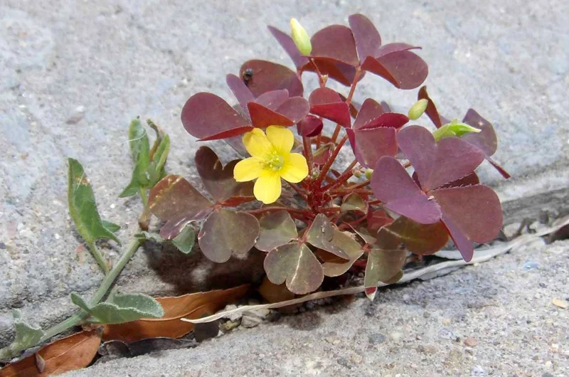Oxalis Plant Live – Burgundy Foliage, Yellow Blooms – 3-4" Tall – Indoor/Outdoor - Image 5