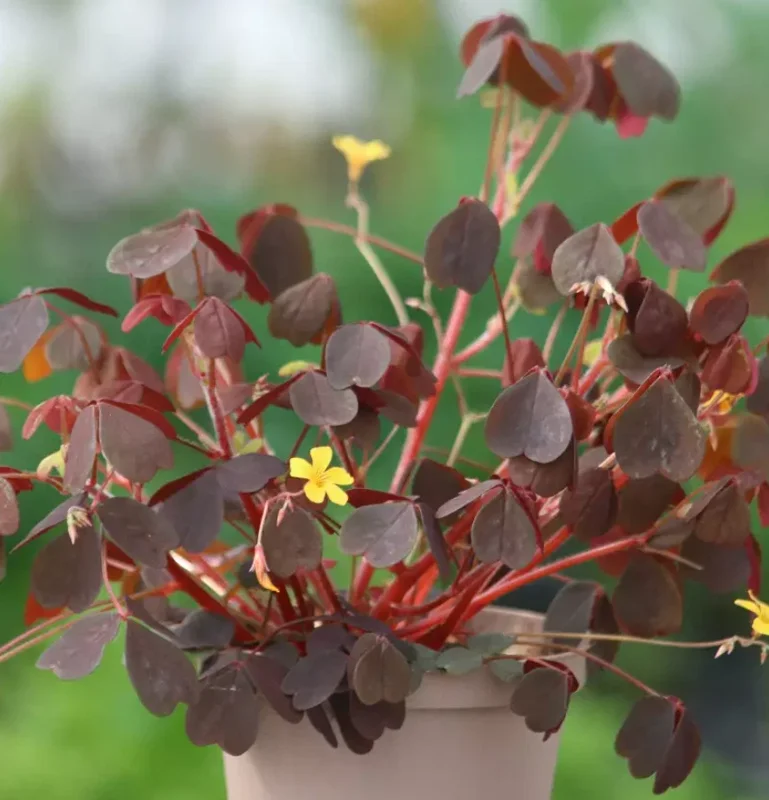 Oxalis Plant Live – Burgundy Foliage, Yellow Blooms – 3-4" Tall – Indoor/Outdoor - Image 6