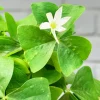 Oxalis Shamrock Plant – Live Edible Ground Cover – Small, Deep Shade - Image 1